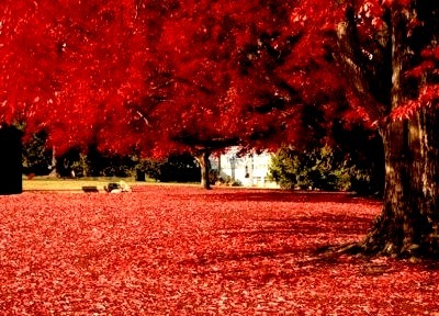 Autumn Red, Olympia, Washington 