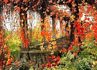 Autumn Vines, Weinberg, Germany