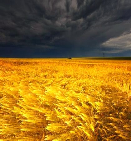 Coming Storm, Barley Field, Germany