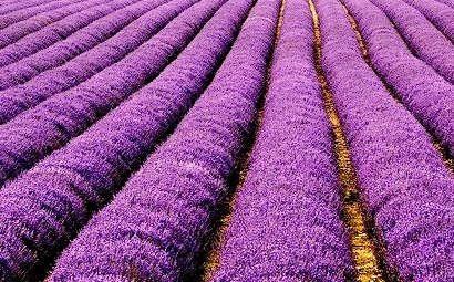 Purple Horizon, Lavender Field, The Netherlands 