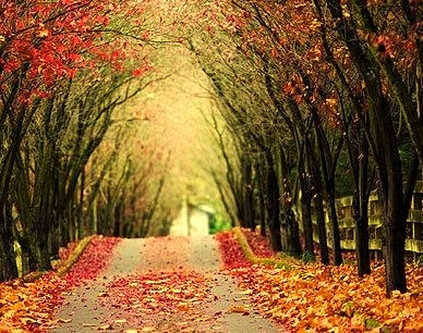 Autumn Tree Tunnel, Wales