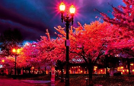 Cherry Blossom Lane, Portland, Oregon