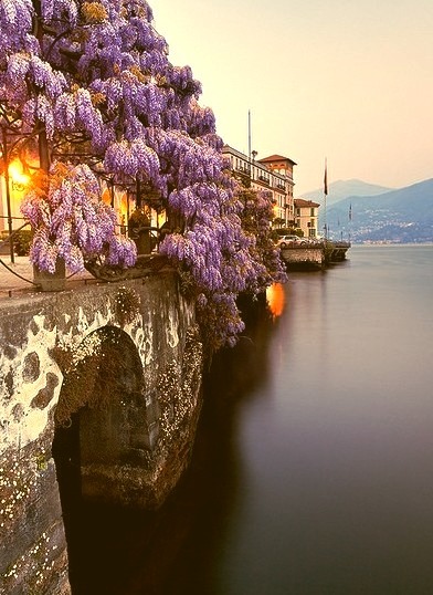 Wisteria, Lake Como, Italy