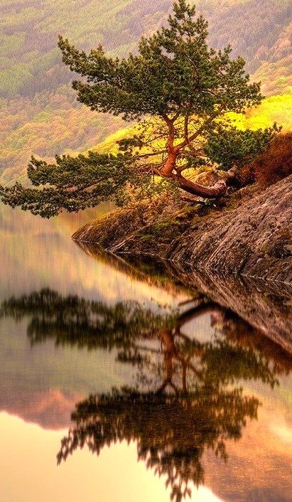 Lone Pine Tree, Loch Lomond, Scotland