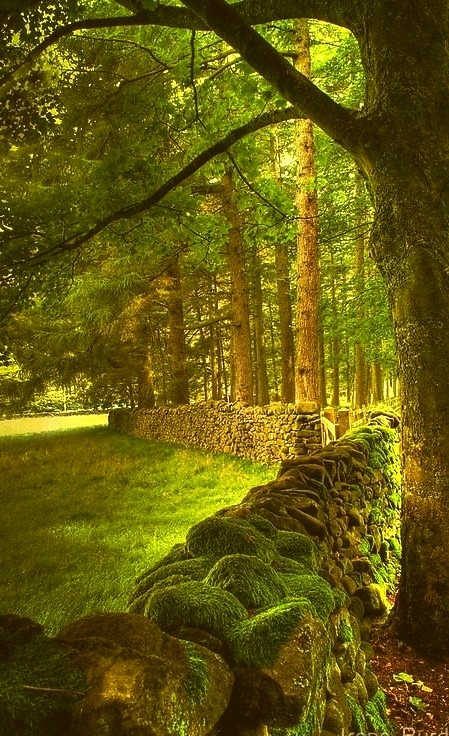 Ancient Stone Fence, Lancashire, England