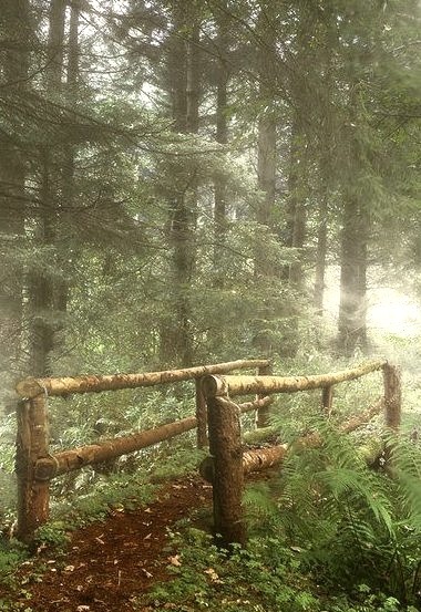 Mystical Forest, Ireland